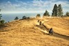 2024 KLR650 S
